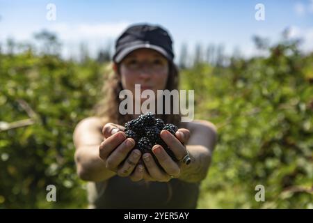 A handful of fresh and ripe blackberries fruits on girl's hands. close up and selective focus view against a blurred happy woman in the background Stock Photo