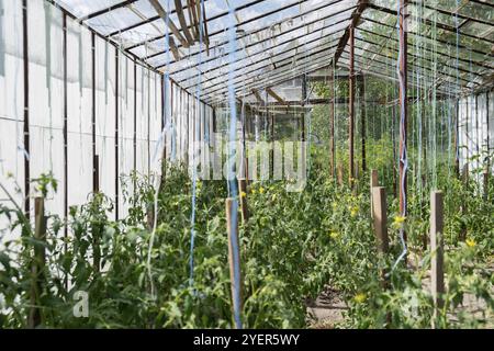 Glass Hothouse with green bush of raw grown tomatoes farming. Cherry tomatoes ripening on hanging stalk in greenhouse. Eco friendly vegan food produce Stock Photo