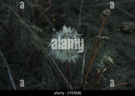A dry plant with spherical seeds resembling a fluffy dandelion head. Stock Photo