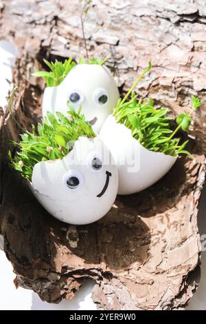 Fresh micro greens. Microgreens of arugula and cress grow in white egg shell with funny faces on tree bark. Sprouts. Seedlings without plastic. Growin Stock Photo