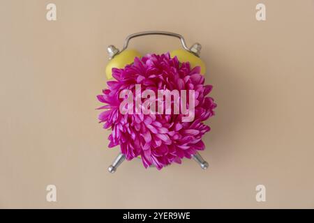 Creative minimalistic idea of flower and petals in front of alarm clock. Concept of summer spring time. Time to wake up nature. Daylight saving time Stock Photo