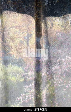 Lace curtains Stock Photo