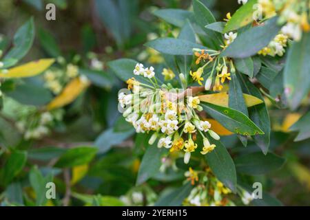 An evergreen shrub up to 3-4 m tall with oblong-lanceolate or rhombic dark green leaves. Yellowish flowers with a pleasant honey aroma. It blooms in M Stock Photo