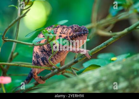 Female pantherchameleon climbing on a thin branch of a jungle tree Stock Photo