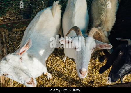 Goat poking its snout through metal fencing. High quality photo Stock Photo