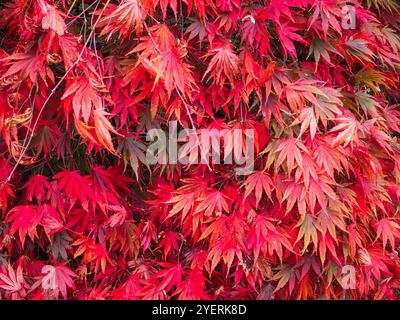 Red autumn foliage of the hardy Japanese maple, Acer palmatum 'Matsukaze' Stock Photo