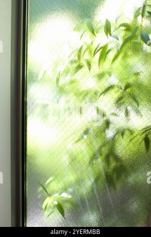 Leaves visible from window Stock Photo