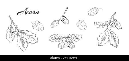 Acorns, oak leaves, and branches set. Oak branches with acorns and leaves. Hand-drawn botanical illustration Stock Vector