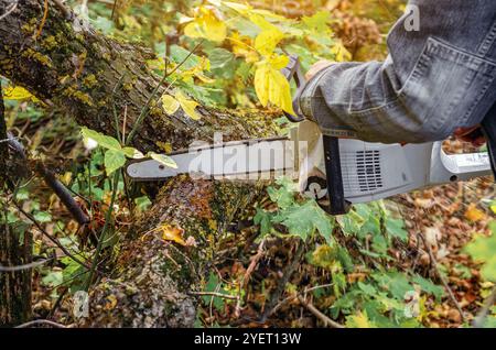 Male hand in denim jacket cuts tree trunk with chainsaw. Close-up photo of autumn forest clearing Stock Photo