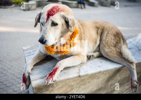 Dog with yellow flower necklace colored with red spots for the Kukur Tihar dog festival in Nepal Stock Photo