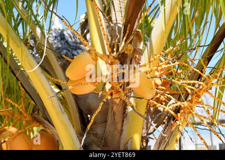 Coconut tree (Cocos nucifera) is a palm with edible fruits native to southeastern Asia and Melanesia. Young fruits detail. This photo was taken in Nos Stock Photo