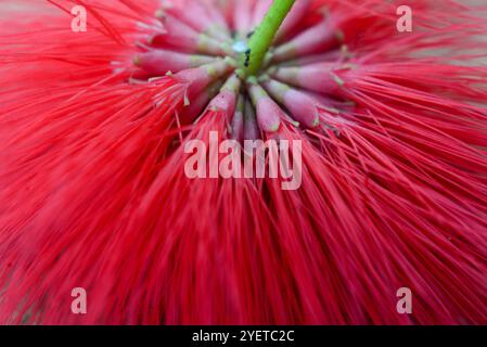 Powderpuff-tree ( Calliandra haematocephala ) - Sereanda Eco Resort ...