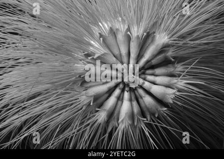 Powderpuff-tree ( Calliandra haematocephala ) - Sereanda Eco Resort ...