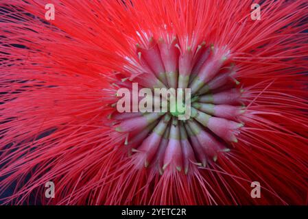 Powderpuff-tree ( Calliandra haematocephala ) - Sereanda Eco Resort ...