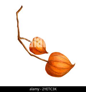 Physalis. Autumn botanical watercolor detailed elegant illustration. Isolated realistic twig with physalis fruit on white background. Hand painted sea Stock Photo