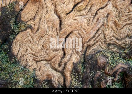 Old  eucalyptus tree detail and texture in Wandegeya - Kampala Uganda Stock Photo