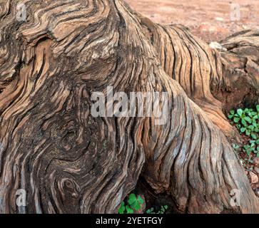 Old  eucalyptus tree detail and texture in Wandegeya - Kampala Uganda Stock Photo