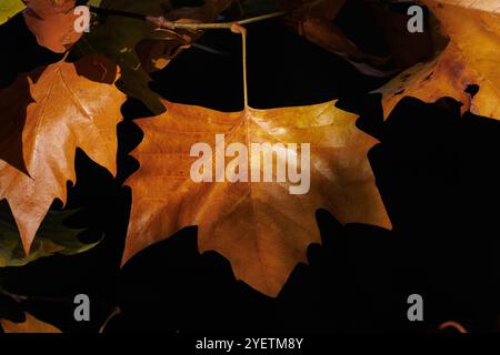 Autumn leaf of Platanus x hispanica tree with dark shadow background, Alcoy, Spain Stock Photo