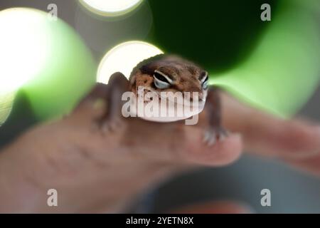 Cute Leopard Geckos (Eublepharis Macularius) on blur background Stock Photo