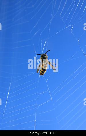A wasp is caught in a spider web Stock Photo - Alamy