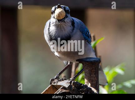 A Blue Jay finds a tasty peanut Stock Photo