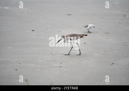 Willet walking on a beach under cloudy skies. High quality photo Stock Photo