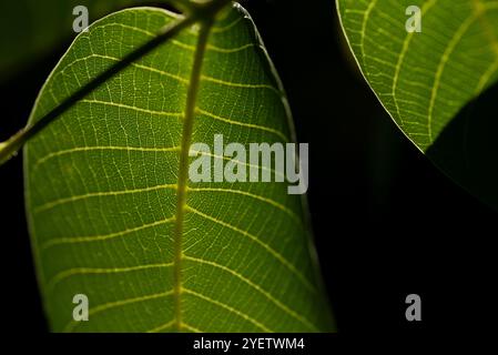Close-up of a vivid green leaf with detailed structure. Stock Photo