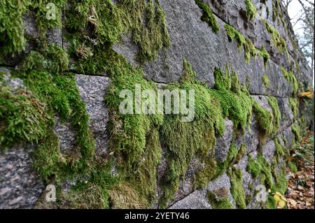 This photo showcases a close-up view of an aged stone wall covered in lush, green moss. The vibrant moss clings to the rough, weathered surface of the Stock Photo