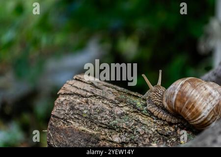 Snail crawling on a log in the forest. Snail in the nature. Stock Photo