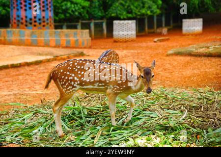 Deer grazing green grass in the zoo, Axis or Chital deer looking at the camera - Mirpur Zoo, Dhaka, Bangladesh Stock Photo