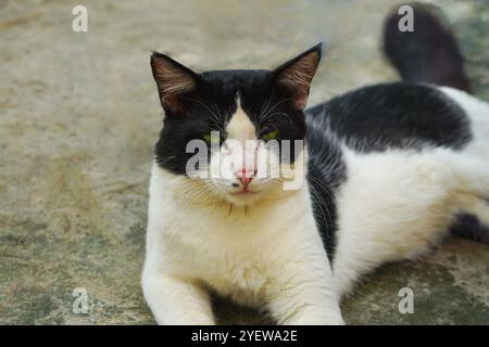 Turkish Angora black and white angry cat looking at the camera Stock Photo