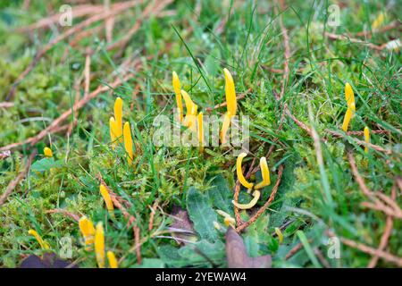 Prestwood, UK. 29th October, 2024. Clavulinopsis fusiformis (Clavariaceae) Golden Spindles growing in grass in Prestwood, Buckinghamshire. Credit: Maureen McLean/Alamy Stock Photo