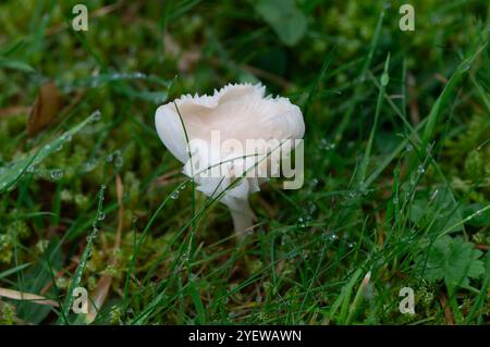 Prestwood, UK. 29th October, 2024. Waxcap fungi growing in grass in Prestwood, Buckinghamshire. Credit: Maureen McLean/Alamy Stock Photo