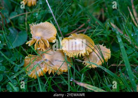 Prestwood, UK. 29th October, 2024. Waxcap fungi growing in grass in Prestwood, Buckinghamshire. Credit: Maureen McLean/Alamy Stock Photo