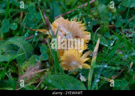 Prestwood, UK. 29th October, 2024. Waxcap fungi growing in grass in Prestwood, Buckinghamshire. Credit: Maureen McLean/Alamy Stock Photo