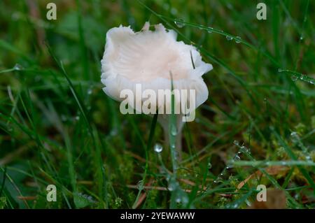 Prestwood, UK. 29th October, 2024. Waxcap fungi growing in grass in Prestwood, Buckinghamshire. Credit: Maureen McLean/Alamy Stock Photo