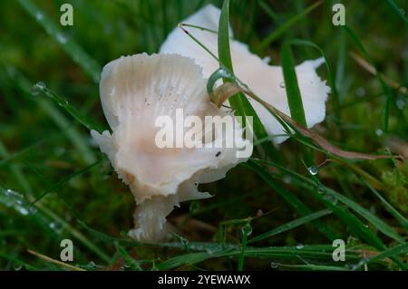 Prestwood, UK. 29th October, 2024. Waxcap fungi growing in grass in Prestwood, Buckinghamshire. Credit: Maureen McLean/Alamy Stock Photo