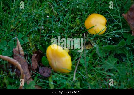 Prestwood, UK. 29th October, 2024. Waxcap fungi growing in grass in Prestwood, Buckinghamshire. Credit: Maureen McLean/Alamy Stock Photo