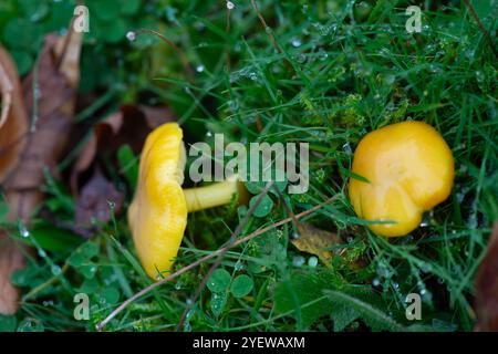 Prestwood, UK. 29th October, 2024. Waxcap fungi growing in grass in Prestwood, Buckinghamshire. Credit: Maureen McLean/Alamy Stock Photo