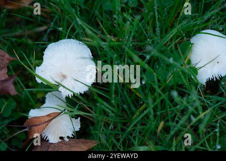 Prestwood, UK. 29th October, 2024. Waxcap fungi growing in grass in Prestwood, Buckinghamshire. Credit: Maureen McLean/Alamy Stock Photo