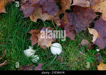 Prestwood, UK. 29th October, 2024. Waxcap fungi growing in grass in Prestwood, Buckinghamshire. Credit: Maureen McLean/Alamy Stock Photo