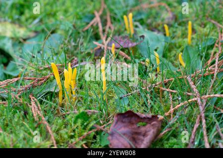 Prestwood, UK. 29th October, 2024. Clavulinopsis fusiformis (Clavariaceae) Golden Spindles growing in grass in Prestwood, Buckinghamshire. Credit: Maureen McLean/Alamy Stock Photo