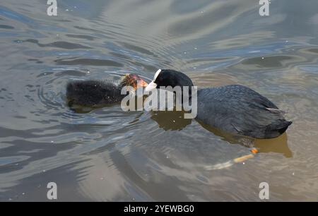 Coot with chick in close-up as chick nudges parents bill and are floating eye to eye Stock Photo