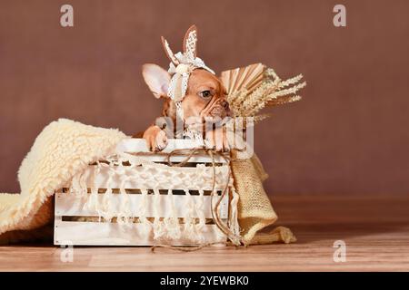Mocca French Bulldog dog puppy with lace bunny ears in box in front of brown background Stock Photo