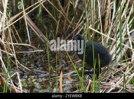 Close view of coot chick stepping out among reeds with one foot splayed out and detail easily seen Stock Photo