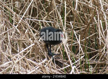 Single coot chick in close-up among dead reeds with new green shoots appearing in front of and behind chick Stock Photo