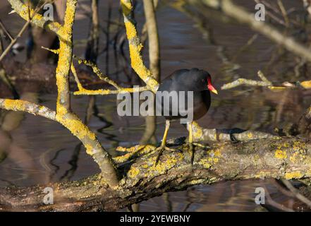 Moorhen standing on lichen covered branch looking to the right in close view and with still water beneath Stock Photo