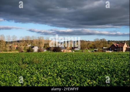 Green beet fields at colorful agriculture fields in autumn near Lennik, Flemish Brabant Region, Belgium Stock Photo