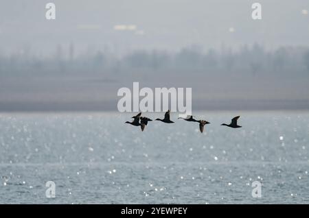 Silhouette of a group of ducks flying over the lake. Mallard, Anas platyrhynchos. Stock Photo