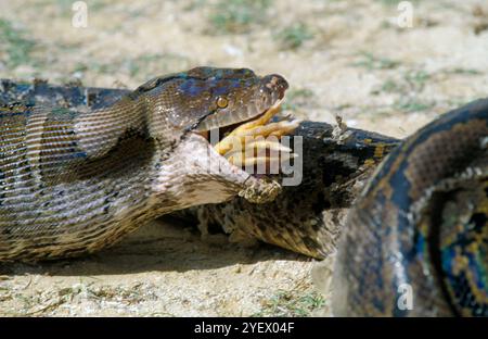 Bali. Indonesia. Snake. Hen Stock Photo